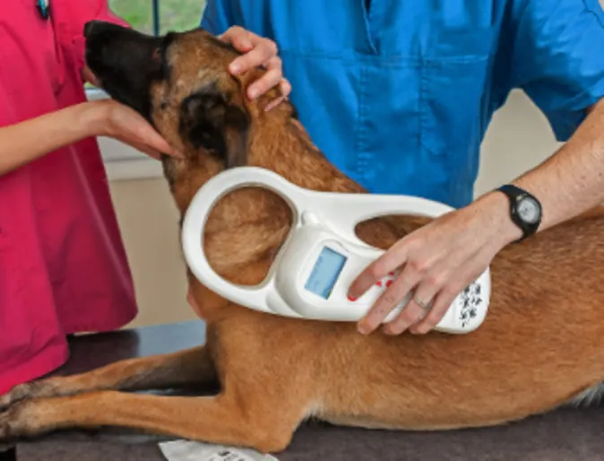 Brown Dog Getting Microchipped